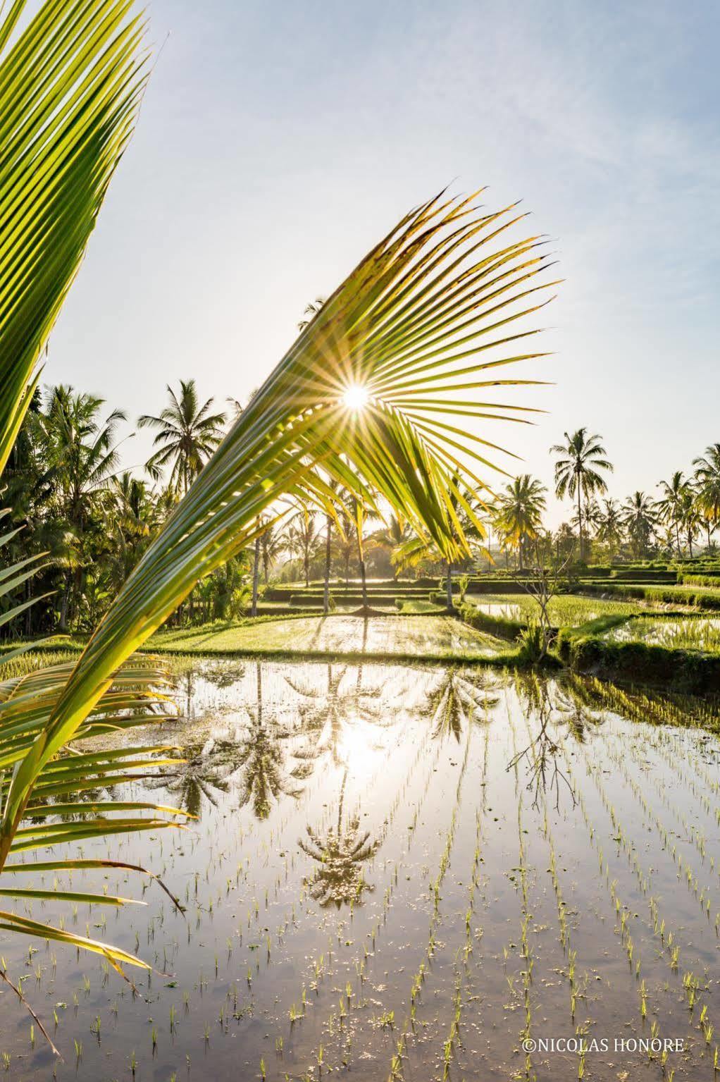 Hati Padi Cottages Ubud Exterior foto